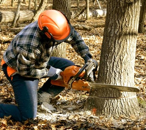 Tree Removal in Bentonville, OH
